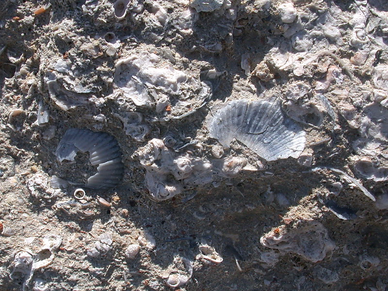 Fossili corsi